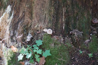 Mantarlı Mycena galericulata ekim ayında sonbahar ormanında bir kütüğün yanında yetişir. Mycena galericulata, başlık, toque mycena, micena veya pembe solungaç peri kaskı olarak da bilinen bir mantar türüdür. Berlin, Almanya 