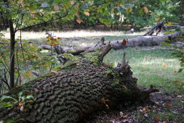 Sonbahar ormanında devrilmiş bir ağacın kökü. Berlin, Almanya 