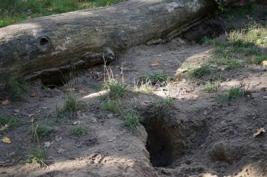 Sonbahar ormanında devrilmiş bir ağacın yanında çukurlar. Berlin, Almanya