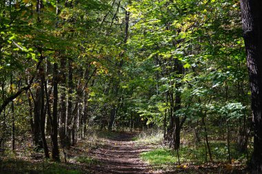 Ekim ayında bir sonbahar ormanında yapraklarla kaplı bir patika. Berlin, Almanya