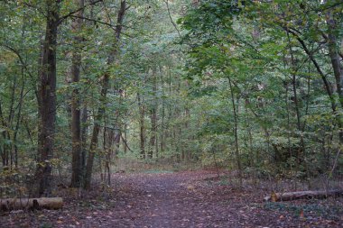Ekim ayında bir sonbahar ormanında yapraklarla kaplı bir patika. Berlin, Almanya
