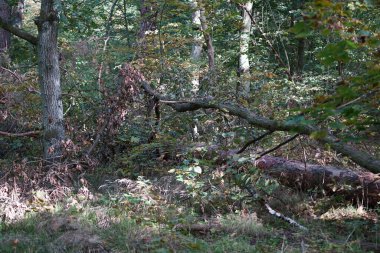Ekim 'de yaprakları dökülen sonbahar ormanı. Berlin, Almanya 