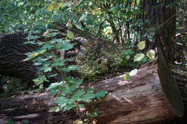 Ekim ayında ormanda, Acer platanoides yapraklı bir dal, Geranium robertianum 'un pembe çiçeklerinin yanında yetişir. Berlin, Almanya 