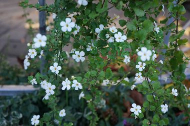 Sutera kordatası 'Büyük Baja' ekim ayında çiçek açıyor. Chaenostoma cordatum (sutera cordata, bacopa cordata, sutera diusus veya bacopa), Chaenostoma, Scrophulariaceae familyasından bir tür. Berlin, Almanya