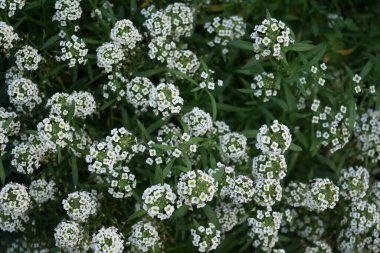 Lobularia maritima ekim ayında beyaz çiçeklerle çiçek açar. Lobularia maritima, syn. Alyssum maritimum, Brassicaceae familyasından bir bitki türü. Berlin, Almanya