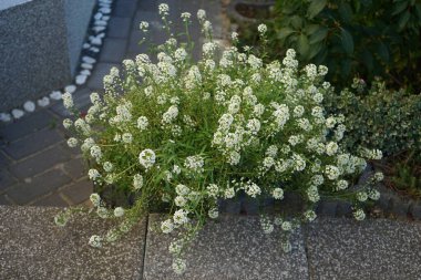 Lobularia maritima ekim ayında beyaz çiçeklerle çiçek açar. Lobularia maritima, syn. Alyssum maritimum, Brassicaceae familyasından bir bitki türü. Berlin, Almanya