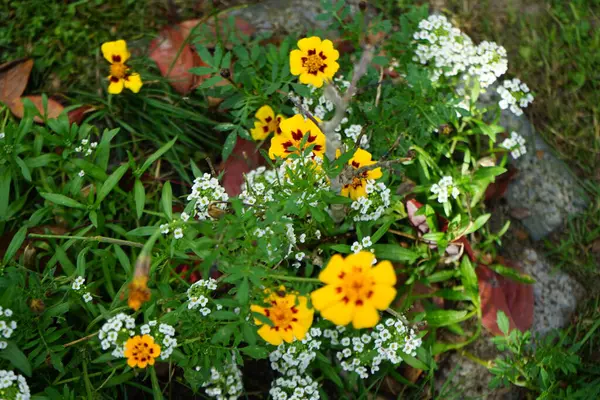 Tagetes Patula Marietta Lobularia Maritima Bloom October Tagetes Marigolds Genus — Foto de Stock