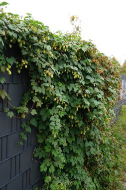 The climbing plant Humulus lupulus blooms in October. Humulus lupulus, the common hop or hops, is a species of flowering plant in the hemp family Cannabinaceae. Berlin, Germany