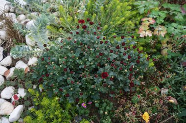 Kasımpatı indium 'Zsa Zsa' ekim ayında burgundy çiçekleriyle açar. Krisanthemum indicum, Asteraceae familyasından ve kasımpatı cinsinden bir çiçek bitkisidir. Berlin, Almanya 