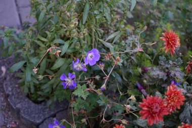 Geranium wallichianum 'Rozanne' blue-white ve Chrysanthemum koreanum red-orange bloom in October. Kasımpatılar, mırıldanmalar ya da kasımpatılar, Asteraceae familyasındaki kasımpatı türünün çiçek açan bitkileridir. Berlin, Almanya