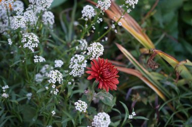 Ekim ayında lobularia maritima beyaz ve chrysanthemum koreanum kırmızı-turuncu çiçek açar. Kasımpatılar, mırıldanmalar ya da kasımpatılar, Asteraceae familyasındaki kasımpatı türünün çiçek açan bitkileridir. Berlin, Almanya 