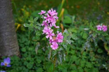 Pudra küfü, phlox, Phlox panikulata 'daki en tehlikeli mantar hastalıklarından biridir. Erysiphales, Erysiphaceae familyasından bir ascomycete mantar türüdür. Berlin, Almanya