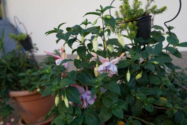 Dev fuşya 'Holly' nin Güzelliği 'ekim ayında bir saksıda açık pembe-mor çiçeklerle çiçek açar. Fuchsia, Kıbrıs Rum Kesimi 'nin Onagraceae familyasından bir bitki cinsidir. Berlin, Almanya