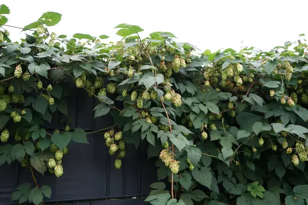 The climbing plant Humulus lupulus blooms in October. Humulus lupulus, the common hop or hops, is a species of flowering plant in the hemp family Cannabinaceae. Berlin, Germany