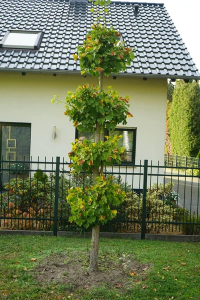 Trimmed Ginkgo biloba tree grows in October. Ginkgo biloba, ginkgo or gingko, the maidenhair tree, is a species of gymnosperm tree. Berlin, Germany