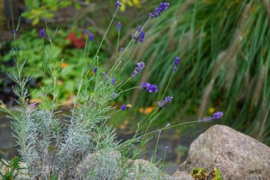 Lavandula angustifolia ekim ayında bahçede çiçek açar. Lavandula (lavanta olarak da bilinir), naneli bitki familyasından bir bitki türüdür. Berlin, Almanya 