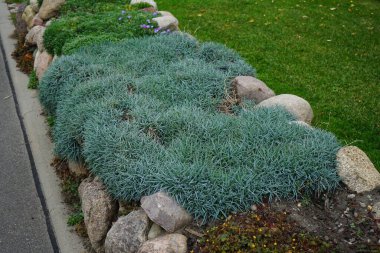 Ekim ayında Dianthus gratianopolitanus 'Blaureif' ön planda büyür. Dianthus gratianopolitanus, Çedar pembesi veya karanfil pembesi, Caryophyllaceae familyasından bir bitki türüdür. Berlin, Almanya