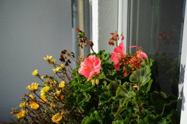 Pelargonium hororum ve Portulaca grandiflora çiçekleri ekim ayında bir çiçek kutusunda çiçek açarlar. Portulaca grandiflora, Portekizcaceae familyasından sulu bir çiçek bitkisidir. Berlin, Almanya 