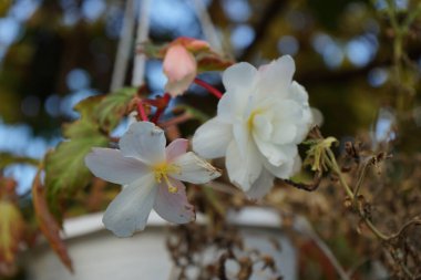 Tüberküloz begonyası, begonya x tübermelez aydınlatma beyazı ekim ayında çiçek açar. Begonya, Begoniaceae familyasından bir bitki cinsidir. Berlin, Almanya 