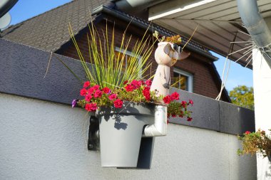 Calibrachoa 'Uno Double Red' ekim ayında bir saksıda çiçek açar. Calibrachoa, Solanaceae familyasından bir bitki cinsidir. Berlin, Almanya 