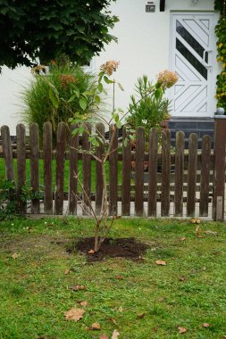 Hydrangea panikleyerek 'Grandiflora' çiçeklerini Ekim ayında bahçede açar. Ortanca paniklemesi (