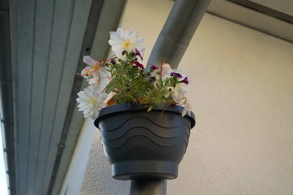 Tuberous begonia, Begonia x tuberhybrida \'Illumination White\' and Calibrachoa \'Cabaret Good Night Kiss\' bloom in October in a hanging pot on a water pipe. Berlin, Germany