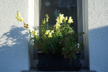 Burgundy Calibrachoa kabaresi 'İyi Geceler Öpücüğü', mor Calibrachoa spektrometresi. ve sarı Antirrhinum Majus ekim ayında bir çiçek kutusunda çiçek açar. Berlin, Almanya 