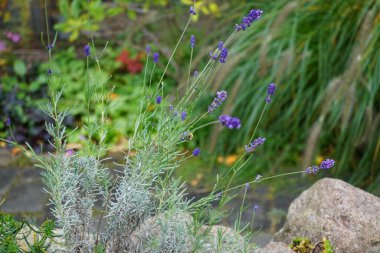 Lavandula angustifolia ekim ayında bahçede çiçek açar. Lavandula (lavanta olarak da bilinir), naneli bitki familyasından bir bitki türüdür. Berlin, Almanya 