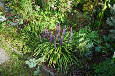 Liriope Muscari 'Para Getiren', Syn. Büyük mavi zambak, zambak, sınır otları, maymun otları, ağustostan ekime kadar panikte mavi-mor çiçekler üreten her daim yemyeşil bir bitkidir. Berlin, Almanya 