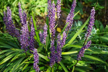 Liriope Muscari 'Para Getiren', Syn. Büyük mavi zambak, zambak, sınır otları, maymun otları, ağustostan ekime kadar panikte mavi-mor çiçekler üreten her daim yemyeşil bir bitkidir. Berlin, Almanya 