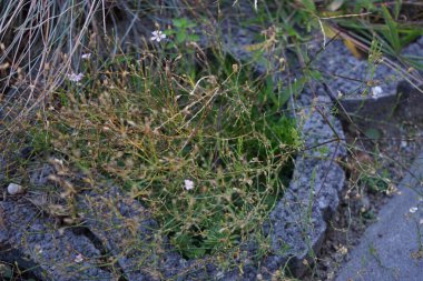 Petrorhagia saksafragası Ekim ayında çiçek açar. Petrorhagia saksafraga, Caryophyllaceae familyasından küçük bir bitki türü. Berlin, Almanya 