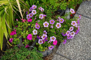 Bahçede Impatiens Walleriana 'nın pembe kırmızı çiçekleri ve Calibrachoa' Kabare Yabanarısı Mavisi 'nin mor-sarı çiçekleri açar. Calibrachoa, Solanaceae familyasından bir bitki cinsidir. Berlin, Almanya 