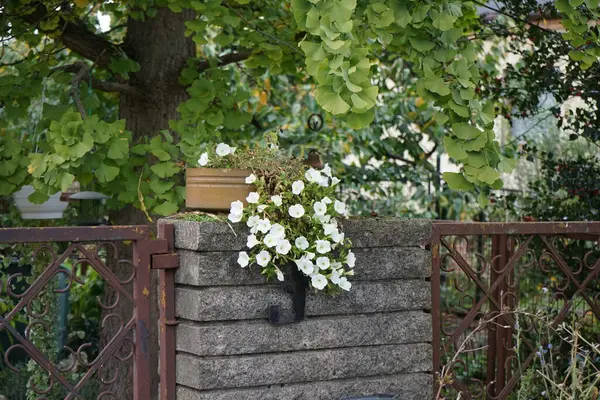 Beyaz petunyalar ekim ayında bir saksıda çiçek açarlar. Petunia, Petunioideae familyasından bir cinstir. Berlin, Almanya