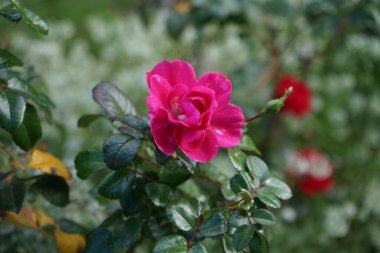 Zemin kapağı yükseldi, Rosa 'Palmengarten Frankfurt' un geniş çalıları büyüdü ve 80 cm 'ye kadar yükseldi. Parlak pembe çiçekleri iki kat zengindir. Berlin, Almanya