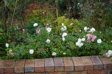 Ekim ayında beyaz ve pembe gül çalıları çiçek açar. Rose, Rosaceae familyasından, Rosa cinsine ait uzun ömürlü bir çiçek bitkisidir. Berlin, Almanya