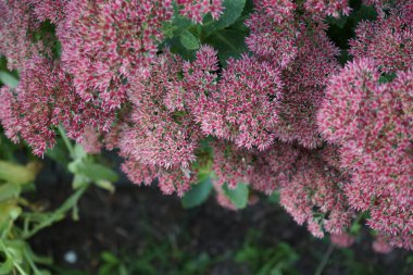 Hylotelephium Spectabile ekim ayında çiçek açar. Hylotelephium spectabile, syn. Sedum spectabile, Crassulaceae familyasından bir bitki türü. Berlin, Almanya