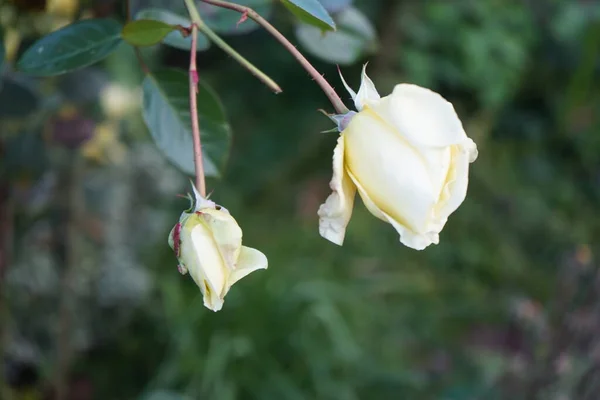 Climbing rose, Rosa 'Elfe' blooms with cream flowers in the garden in October. Rose is a woody perennial flowering plant of the genus Rosa, in the family Rosaceae. Berlin, Germany