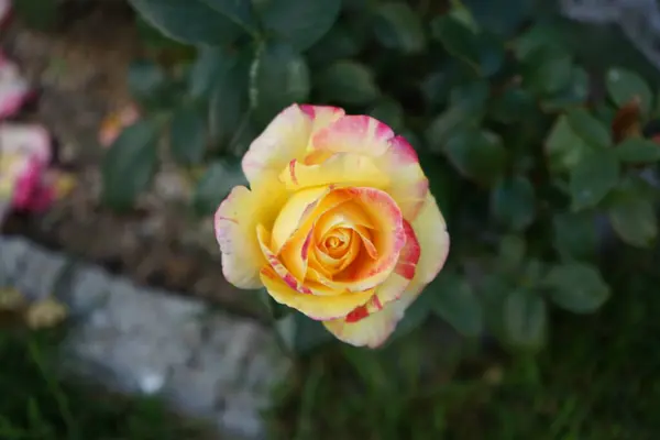 The painter\'s rose \'Camille Pissarro\', syn. \'DELstricol\', \'Rainbow Nation\' is a red, pink, white and yellow variegated, frequently blooming floribunda rose. Berlin, Germany