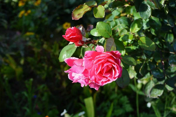 Climbing rose, Rosa \'Pink Cloud\', blooms with deep pink flowers in October. Rose is a woody perennial flowering plant of the genus Rosa, in the family Rosaceae. Berlin, Germany