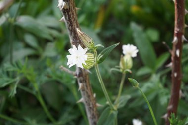 Silene latifolia subsp. Alba ekim ayında bahçede çiçek açar. Silene latifolia subsp. Alba, eski Melandrium albümü, Caryophyllaceae familyasından bir bitki türü. Berlin, Almanya