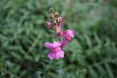 Antirrhinum majus ekim ayında çiçek açar. Antirrhinum majus, Antirrhinum cinsine ait bir bitki türüdür. Berlin, Almanya