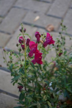 Antirrhinum majus ekim ayında çiçek açar. Antirrhinum majus, Antirrhinum cinsine ait bir bitki türüdür. Berlin, Almanya