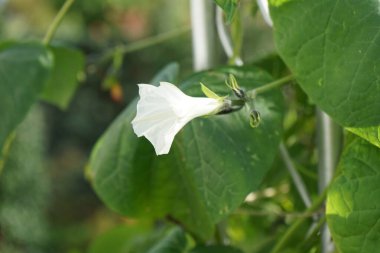 Ipomoea alba ekim ayında beyaz çiçeklerle çiçek açar. Ipomoea alba, tropikal beyaz sabah zaferi, ay çiçeği ya da ay üzümü, gece açan bir sabah zaferidir. Berlin, Almanya