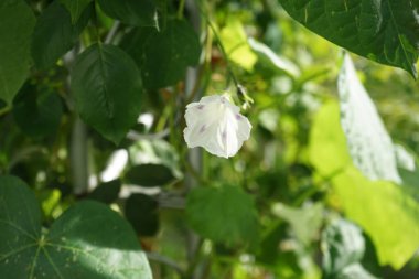 Ekim ayında pembe-beyaz çiçekli Ipomoea purpurea 'Shiva çiçek açar. Ipomoea purpurea, Ipomoea familyasından bir kuş türü. Berlin, Almanya