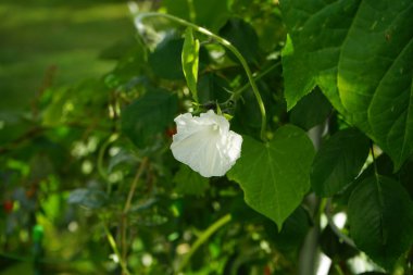 Ipomoea alba ekim ayında beyaz çiçeklerle çiçek açar. Ipomoea alba, tropikal beyaz sabah zaferi, ay çiçeği ya da ay üzümü, gece açan bir sabah zaferidir. Berlin, Almanya