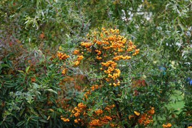 Turuncu Pyracantha meyveleri ekim ayında yetişir. Pyracantha, gülgiller (Rosaceae) familyasından büyük ve dikenli bir çalı cinsidir. Berlin, Almanya 