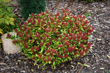 Skimmia japonica ekim ayında bahçede yetişir. Skimmia japonica, Rutaceae familyasından bir bitki türü. Berlin, Almanya