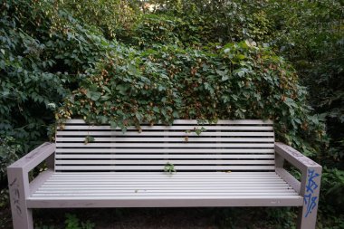 Tırmanma tesisi Humulus lupulus ekim ayında bankın yanında çiçek açar. Humulus lupulus, kenevirgiller (Cannabinaceae) familyasından bir bitki türü. Berlin, Almanya