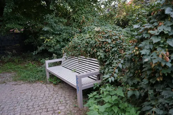 The climbing plant Humulus lupulus blooms near the bench in October. Humulus lupulus, the common hop or hops, is a species of flowering plant in the hemp family Cannabinaceae. Berlin, Germany
