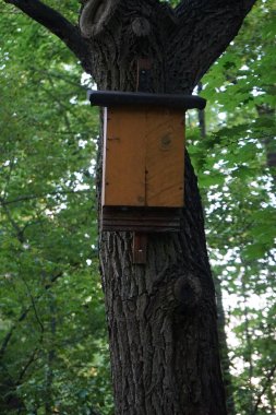 Ekim ayında dinlenme alanındaki bir ağaç gövdesinde asılı yarasalar için bir yuva. Yarasalar Chiroptera familyasından uçan memelilerdir. Marzahn-Hellersdorf, Berlin, Almanya